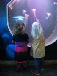 Looking at the jellyfish