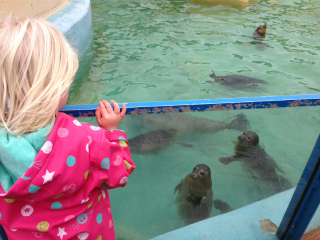 Watching seals at Hunstanton Sealife