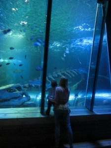 Shark tank at Hunstanton Sea life