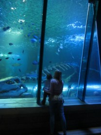 Shark tank at Hunstanton Sea life