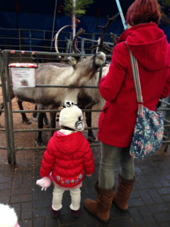 Feeding the reindeer outside.