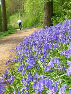 Bluebell Woods
