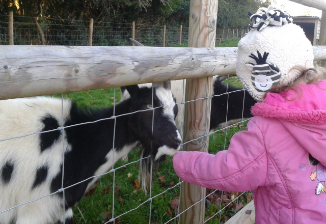 Feeding the goats at Sacrewell Farm