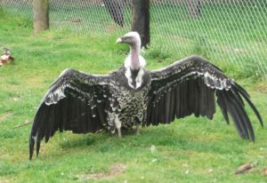 Vulture at Hamerton Zoo