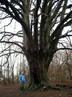 Ancient beech tree at Fineshade Woods