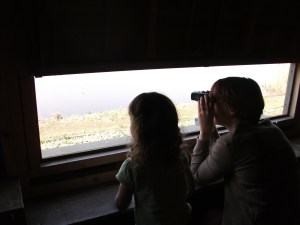 Birdwatching at Welney Wetland Centre