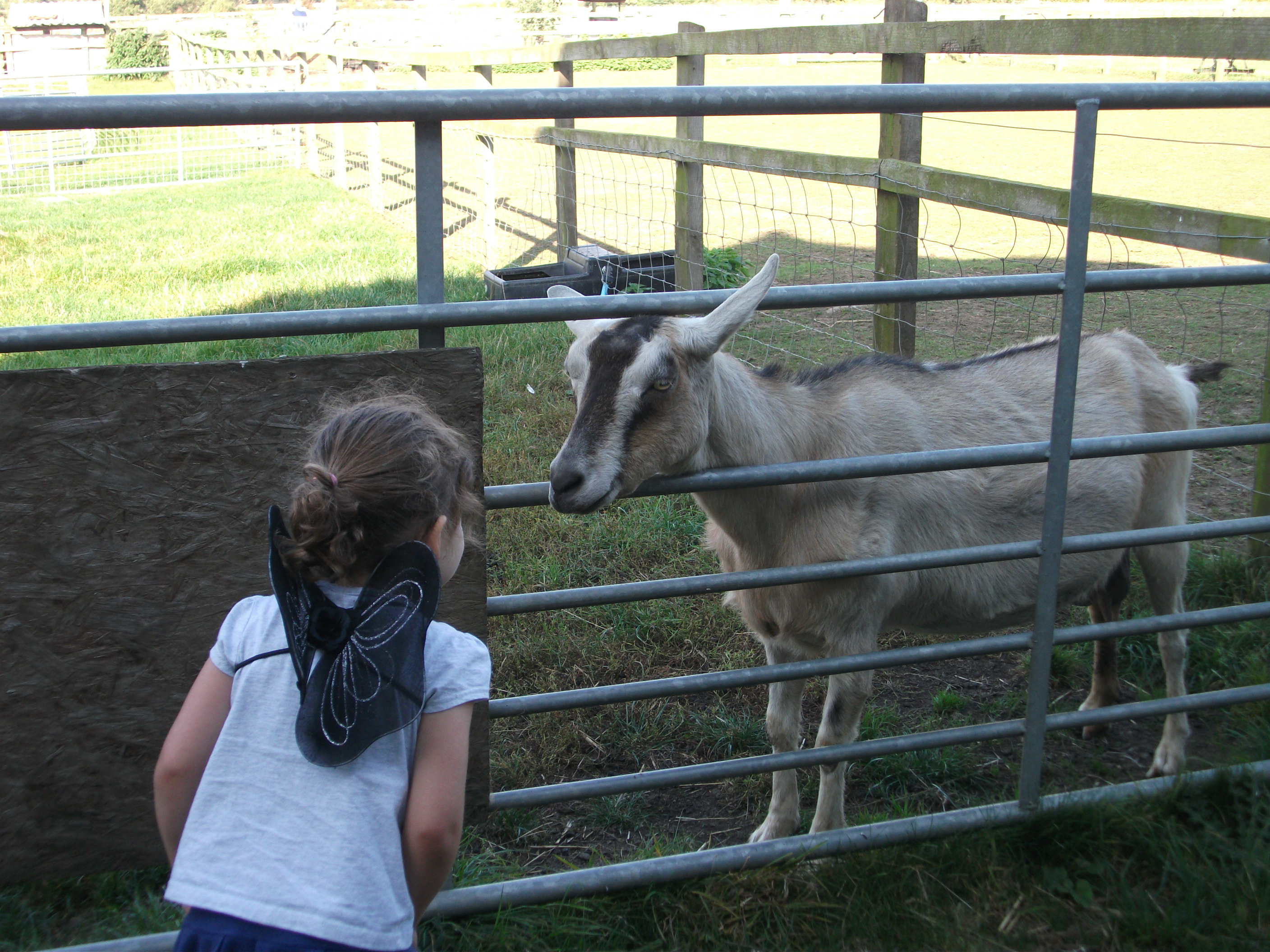 Goat at Pigeons Farm